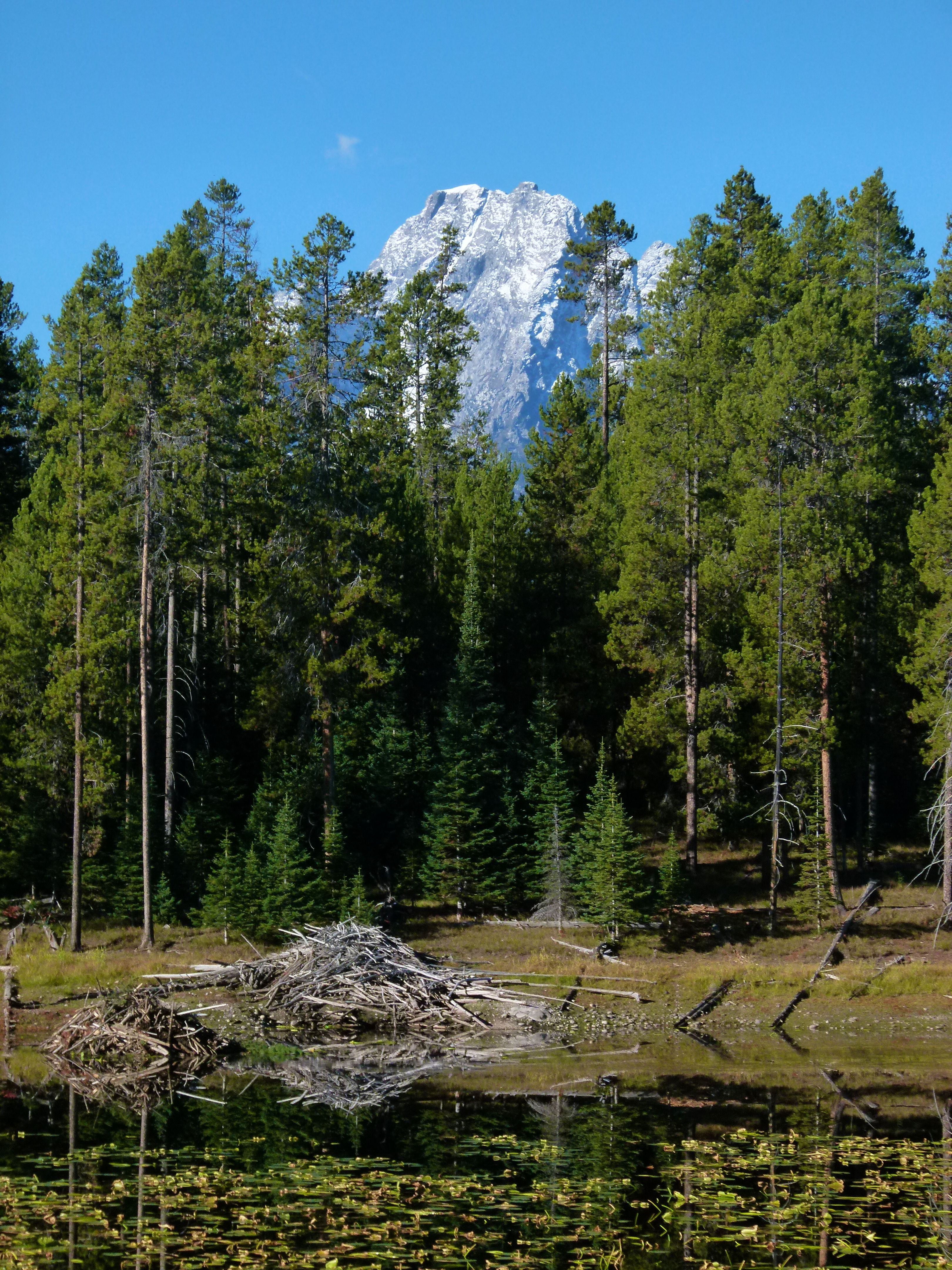 beaverlodgeview