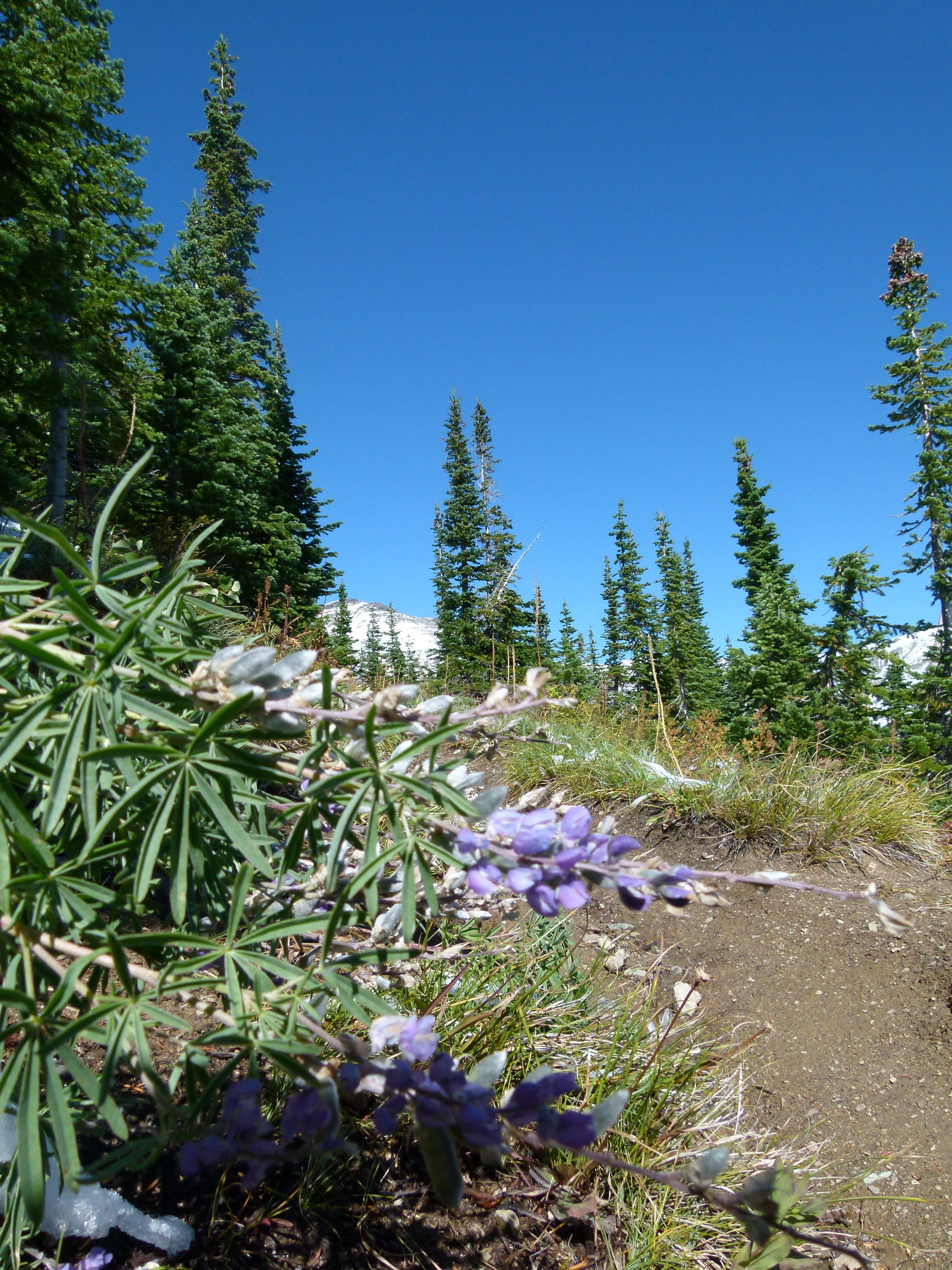 2016FirebrandLavendar