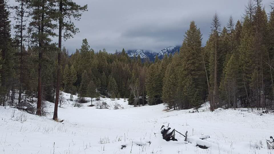 Peakaboo Swans Feb2019