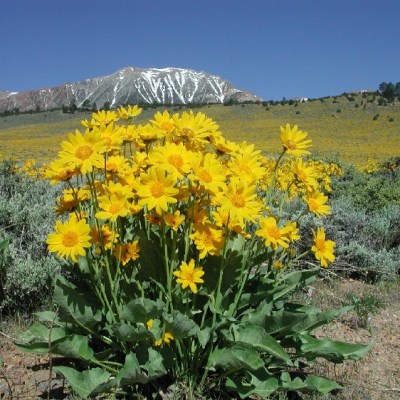 Meadowscaping with Natives